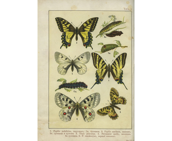 Борециус Ф. Бабочки Европы. Описание наиболее известных видов и руководство к собиранию и определению бабочек и их гусениц.