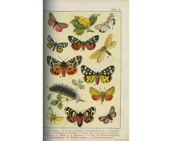 Борециус Ф. Бабочки Европы. Описание наиболее известных видов и руководство к собиранию и определению бабочек и их гусениц.