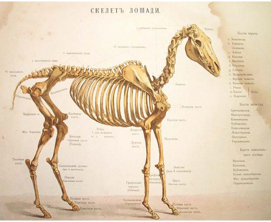 Иппологический атлас для наглядного изучения верховой лошади