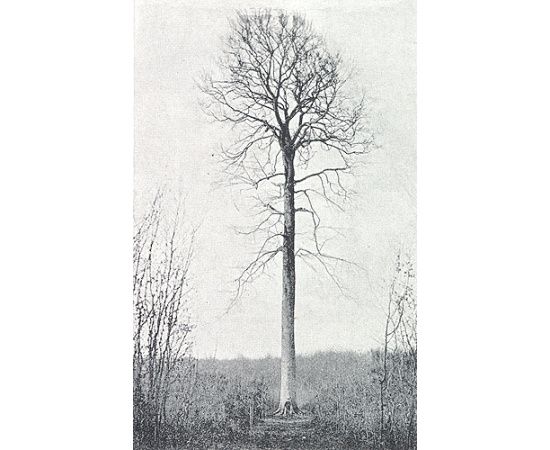 Лесной журнал (1914 год - Выпуски 1 - 10,  годовой комплект)