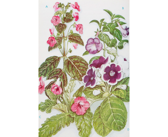 African violets, Gloxinians, and their relatives. A guide to the cultivated Gesneriads книга