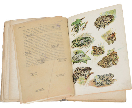 Рыбы, пресмыкающиеся и амфибии