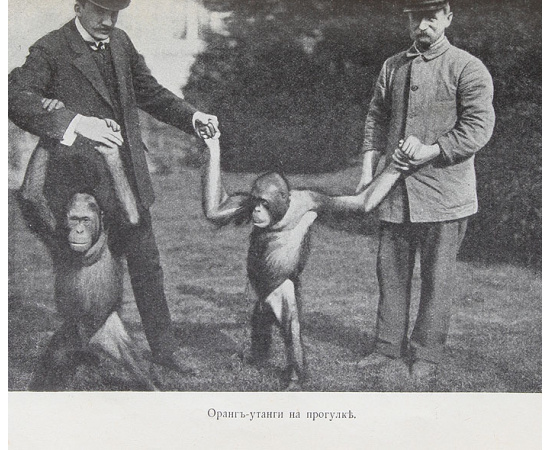 О животных и людях