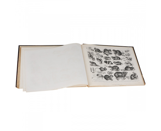 Bilder-Atlas: Stonographitche  Snchtlopadie der Wiffenfchaften und Runfte книга