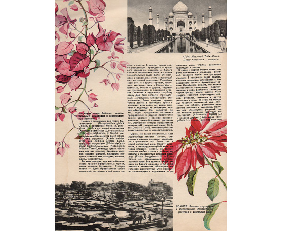 Журнал "Цветоводство". № 4,  1959 год