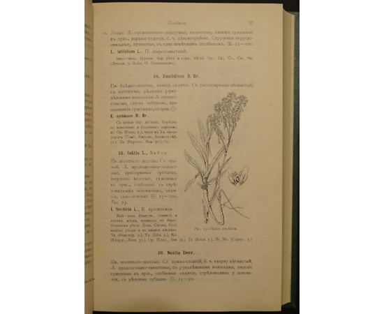 Маевский П. Флора средней России: Иллюстрированное руководство к определению среднерусских семенных и сосудистых споровых растений.