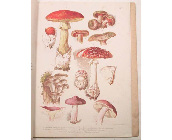 Главнейшие съедобные и вредные грибы