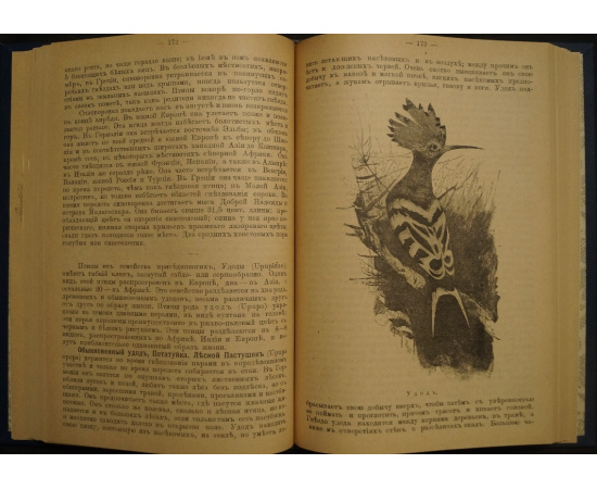 Гааке В. Звери, Птицы и Насекомые Средне-Европейских лесов, их жизнь и нравы