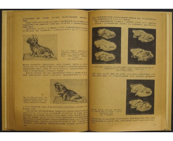 Ильин Н. Генетика и разведение собак. Генетическое введение в кюнологию