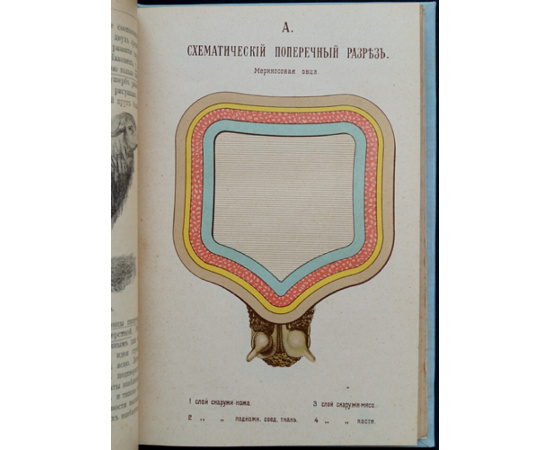 Кулешов П. Н. Овцеводство. Учебник частного животноводства и скотоврачевания.