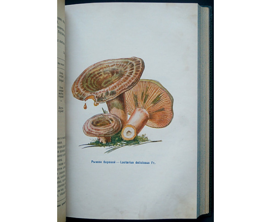 Лебедева Л.А. Грибы. Заготовка и переработка