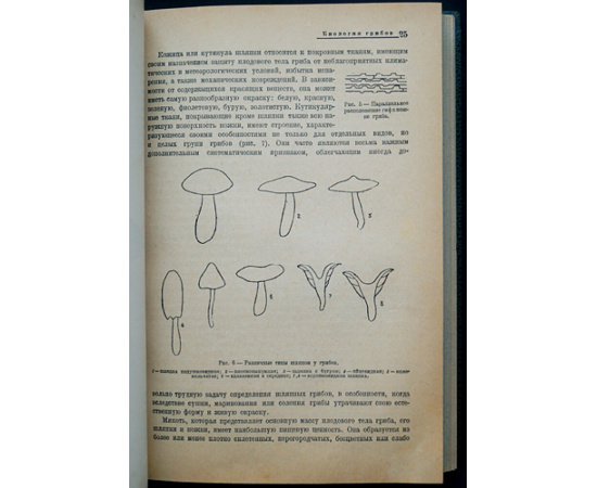 Лебедева Л.А. Грибы. Заготовка и переработка