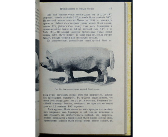 Кулешов П.Н. Свиноводство.