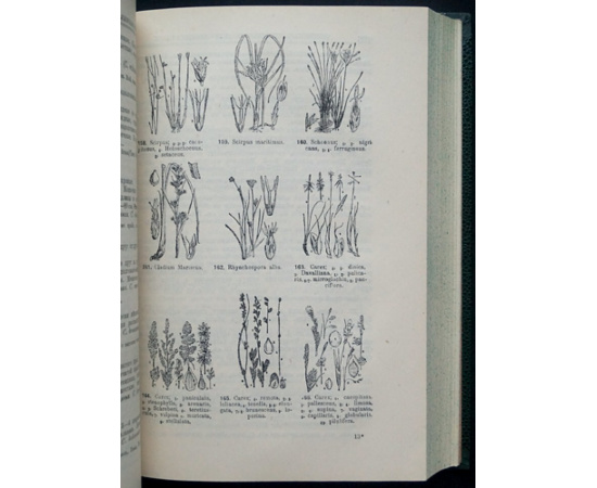 Талиев В.И. Определитель высших растений Европейской части СССР.