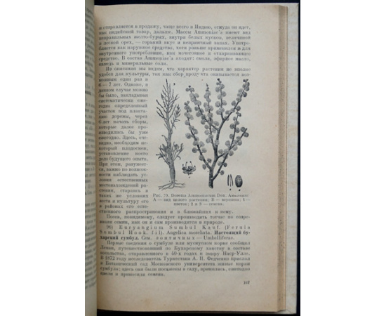 Пашкевич В.В., проф. Лекарственные растения, их культура и сбор