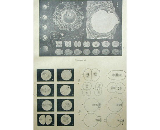 Плодовитость в браке. Меры влияния на плодовитость в желаемом направлении