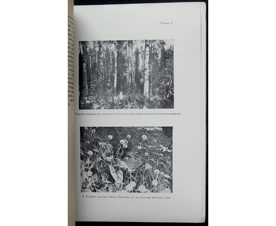 Баранов В.И., Смирнов М.Н. Пихтовая тайга на предгорьях Алтая.