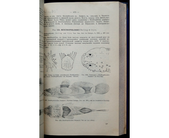 Берг Л.С. Рыбы пресных вод СССР и сопредельных стран.