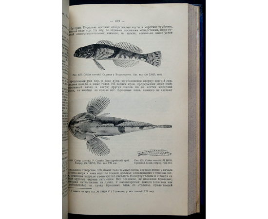 Берг Л.С. Рыбы пресных вод СССР и сопредельных стран.