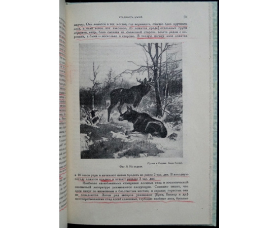 Кулагин Н.М. Лоси СССР.