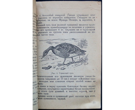 Каверзнев В.Н. Охота на гусей и лебедей.