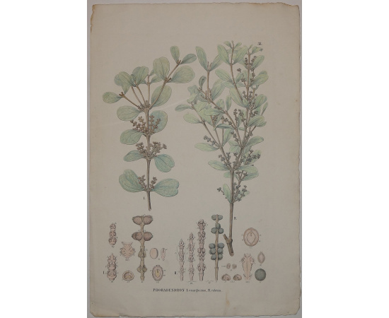 Омела / Phoradendron I. emarginatum, II. Rubrum.