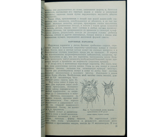 Герасимов Ю.А. Лисица.