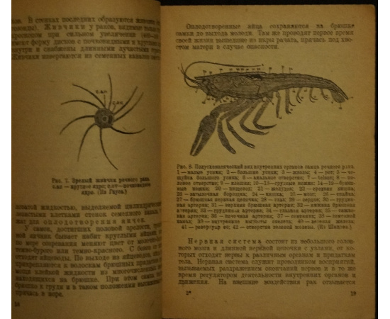 Кучин И. Охрана и разведение раков в озерах и реках.