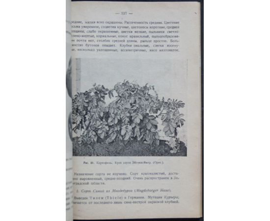 Веселовский И.А. Картофель.